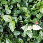 Trachelospermum asiaticum 葉