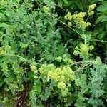 Thalictrum flavum Habit