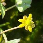 Halerpestes cymbalaria Flower