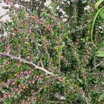 Cotoneaster nan-shan പുഷ്പം