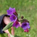 Pulmonaria affinis Fula