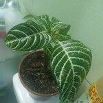 Aphelandra squarrosa 葉