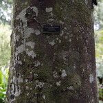 Dacrycarpus dacrydioides Bark