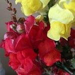 Antirrhinum australeBlomst