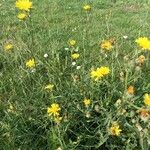 Crepis biennis Flower