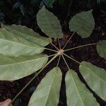 Schefflera decaphylla Folha