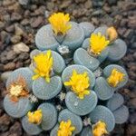 Lithops localis Habit