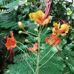 Caesalpinia pulcherrima Virág