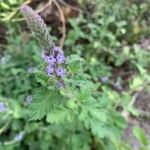 Verbena lasiostachys പുഷ്പം