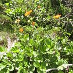 Geum coccineum Habitat