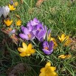 Crocus flavusFlor