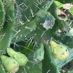 Opuntia elatior Fruit