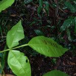 Swartzia arborescens ഇല