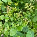 Smyrnium olusatrum Blomst