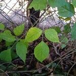 Toxicodendron radicans Листок