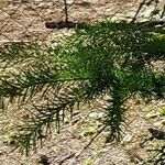 Larix occidentalis Leaf