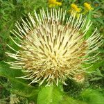 Cirsium oleraceum Květ