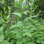 Sisymbrium strictissimum Annet