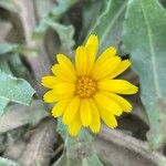 Calendula suffruticosaFlower