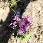 Centaurea nervosaപുഷ്പം