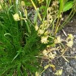 Valerianella eriocarpa Fleur