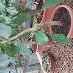 Oreopanax nymphaeifolius Hábito