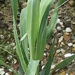 Eryngium yuccifolium List