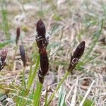 Carex montana Blomma