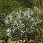 Eryngium spinalba Habitat