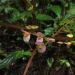 Begonia oxyloba Flor