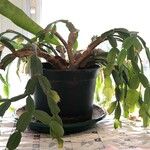 Schlumbergera bridgesii叶