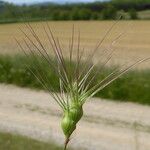 Aegilops geniculata Blüte