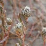 Gomphrena vermicularis Blatt