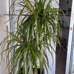 Cordyline australisList