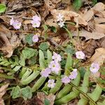 Oxalis violaceaBloem