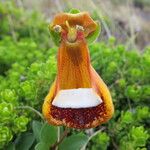 Calceolaria uniflora अन्य