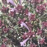 Thymus longiflorus Fula