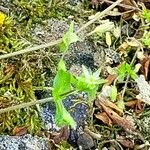 Stellaria alsine Flor