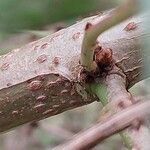 Coriaria japonica Rinde