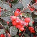 Cotoneaster franchetii Fruto