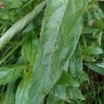 Epilobium tetragonum Leaf