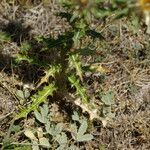 Carlina vulgaris 葉