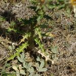 Carlina vulgaris पत्ता