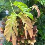 Calliandra haematocephalaList