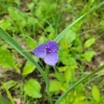 Tradescantia occidentalis Květ