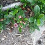 Chimaphila umbellata Blad