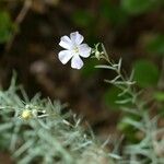 Linum lewisii Fleur