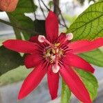Passiflora vitifolia 花