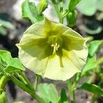 Physalis viscosa Blüte