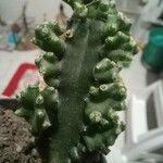 Acanthocereus tetragonus ഇല